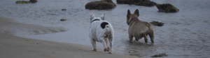 erizo-bulldog-frances