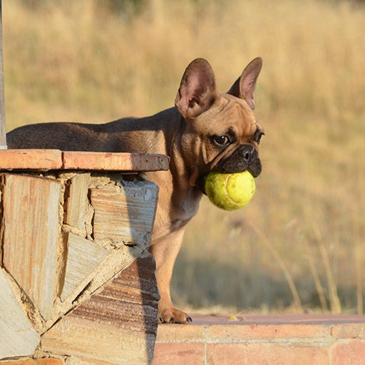 cachorro bulldog frances