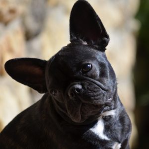 cría eventual de bulldog francés