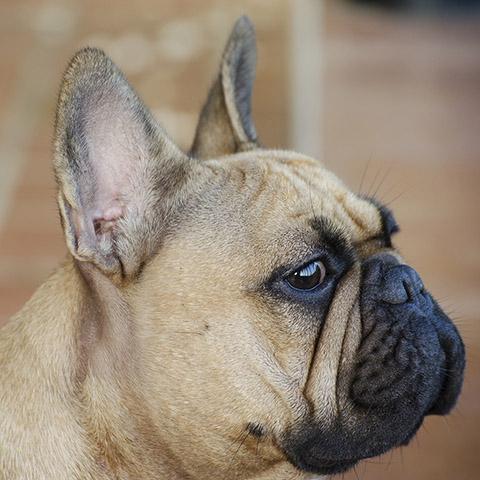 Lupita de los Tarantos