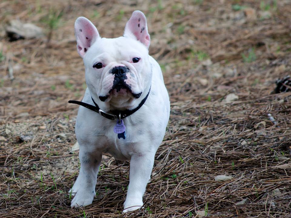 bulldog frances pied