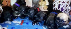 cachorros bulldog francés