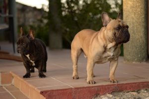 Camada Bulldog Francés